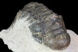 Bargain, Crotalocephalina Trilobite Fossil #67881-1
